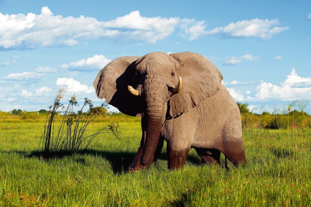 Hautnahe Begegnungen mit Elefanten und weiteren Wildtieren in Südafrika. Krüger Nationalpark, Big Five.