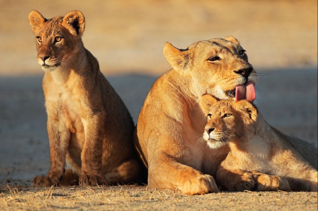 Löwin mit Nachwuchs, Kalahari Wüste.